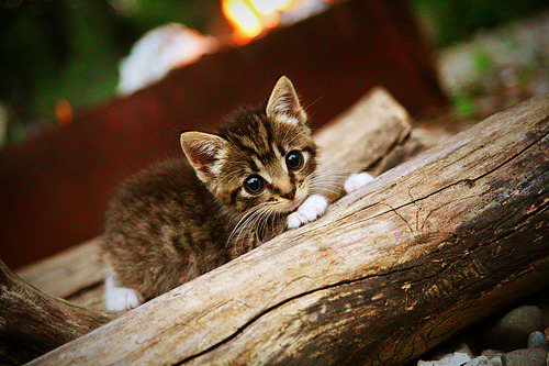 电竞商业模式创新多元收入结构更稳健，电竞商业化